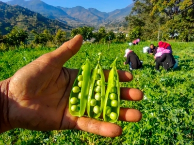 攀枝花市仁和區人民政府