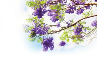 絕絕紫 淺淺藍,這一回你真的楹了