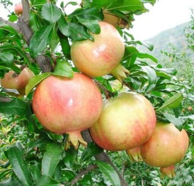 攀枝花特色農產(chǎn)品介紹