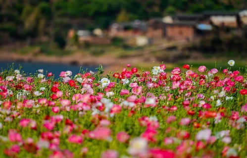 12000㎡鮮花盛開 又一拍照打卡勝地,攀枝花這地方要火