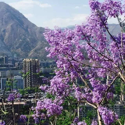 黑珍珠變成了綠翡翠!4月22號藍(lán)花楹生態(tài)旅游節(jié),我們一起去西區(qū)耍!-