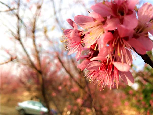 當(dāng)唯美冬櫻花邂逅 攀枝花藍(lán) 是怎樣的燦爛花事 快來看 最意外 的冬天