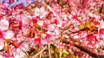 賞花攻略 攀枝花人元旦別走遠(yuǎn),你家附近就是 花花世界