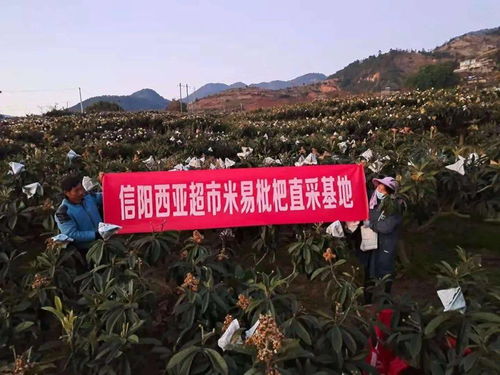 從嘴里甜到心里的 米易枇杷