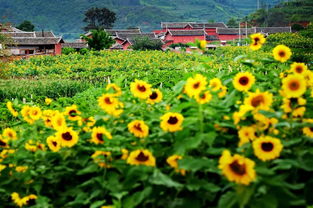 用自駕感受攀枝花最美的遇見(jiàn) 沿途有星空和美好作伴,一路逛吃 逛吃