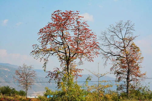 忘了他,來(lái)元江,我撿攀枝花養(yǎng)你.....