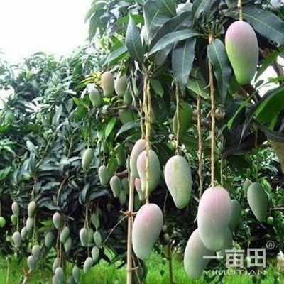 芒果四川攀枝花市_批發(fā)_供應-一畝田農(nóng)業(yè)網(wǎng)_專業(yè)的農(nóng)產(chǎn)品信息商務平臺