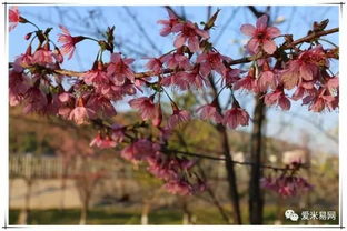 米易的櫻花 攀枝花公園的梅花都開了,假期千萬不要錯(cuò)過
