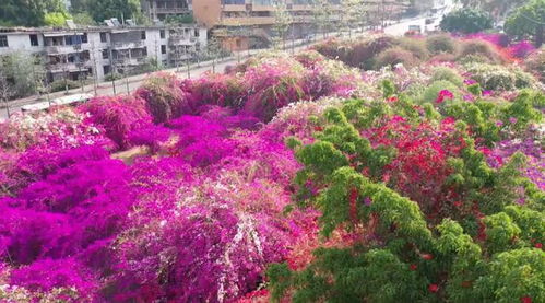 攀枝花這10大值得打卡的小眾景點(diǎn),你去過嗎