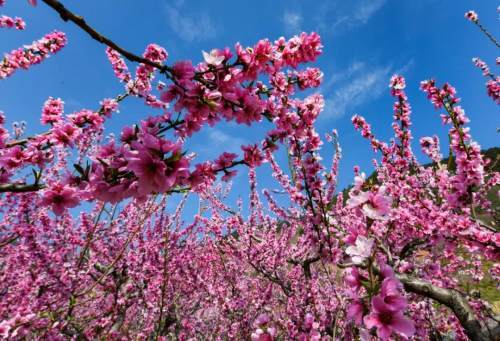 真香 過去兩周攀枝花共有55000余人次前往務本鄉看桃花