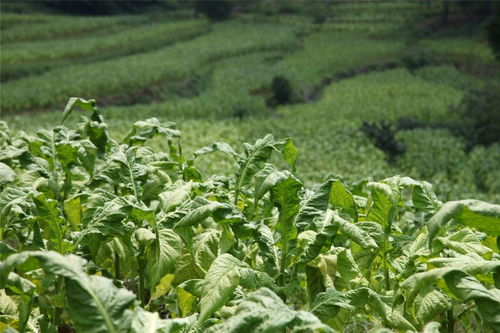 穩(wěn) 有舉措, 進(jìn) 有標(biāo)尺——攀枝花市煙草專賣(mài)局聚焦高質(zhì)量打造四川煙草精品企業(yè)