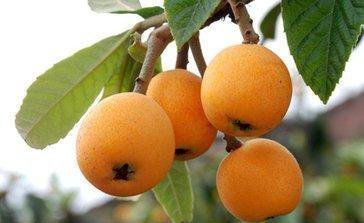 攀枝花十大著名特產，本地人都不一定全知道