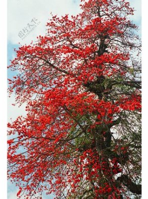 攀枝花 火紅綻放的英雄樹